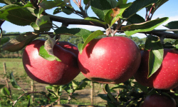 садівництво каталог польських компаній землеробство тваринництво сільгосптехніка лісівництво насіння