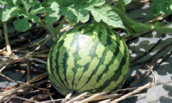 садівництво каталог польських компаній землеробство тваринництво сільгосптехніка лісівництво насіння