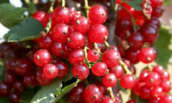 садівництво каталог польських компаній землеробство тваринництво сільгосптехніка лісівництво насіння