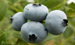 садівництво каталог польських компаній землеробство тваринництво сільгосптехніка лісівництво насіння