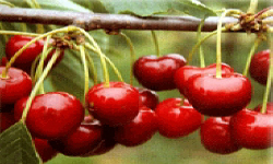 садівництво каталог польських компаній землеробство тваринництво сільгосптехніка лісівництво насіння