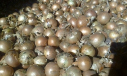 садівництво каталог польських компаній землеробство тваринництво сільгосптехніка лісівництво насіння