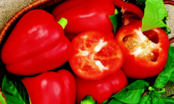 садівництво каталог польських компаній землеробство тваринництво сільгосптехніка лісівництво насіння