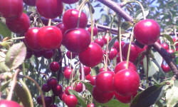 садівництво каталог польських компаній землеробство тваринництво сільгосптехніка лісівництво насіння