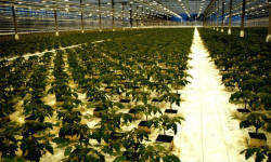 садівництво каталог польських компаній землеробство тваринництво сільгосптехніка лісівництво насіння