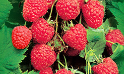 садівництво каталог польських компаній землеробство тваринництво сільгосптехніка лісівництво насіння