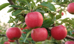 садівництво каталог польських компаній землеробство тваринництво сільгосптехніка лісівництво насіння