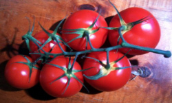 садівництво каталог польських компаній землеробство тваринництво сільгосптехніка лісівництво насіння