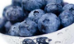 садівництво каталог польських компаній землеробство тваринництво сільгосптехніка лісівництво насіння