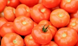 садівництво каталог польських компаній землеробство тваринництво сільгосптехніка лісівництво насіння