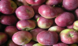 садівництво каталог польських компаній землеробство тваринництво сільгосптехніка лісівництво насіння