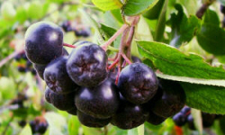 садівництво каталог польських компаній землеробство тваринництво сільгосптехніка лісівництво насіння